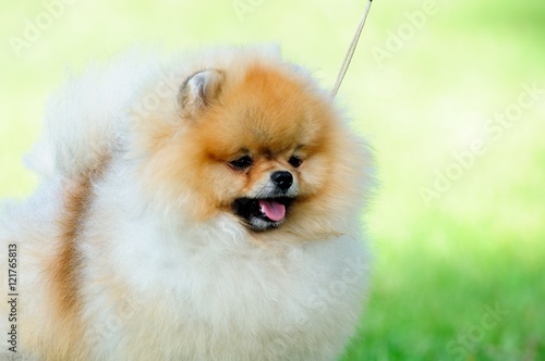 Fototapeta Naklejka Na Ścianę i Meble -  spitz, Pomeranian dog in city park
