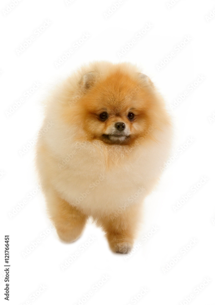 spitz, Pomeranian dog studio shot on white background spitz, Pomeranian dog studio shot on white background