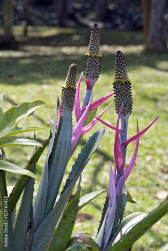 Bromeliad Aechmea bromeliifolia on the green forest background photo