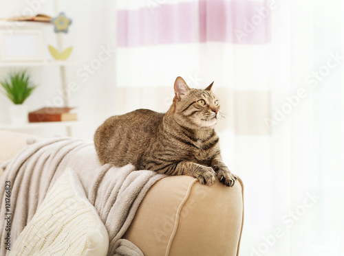 Grey tabby cat lying on sofa backrest