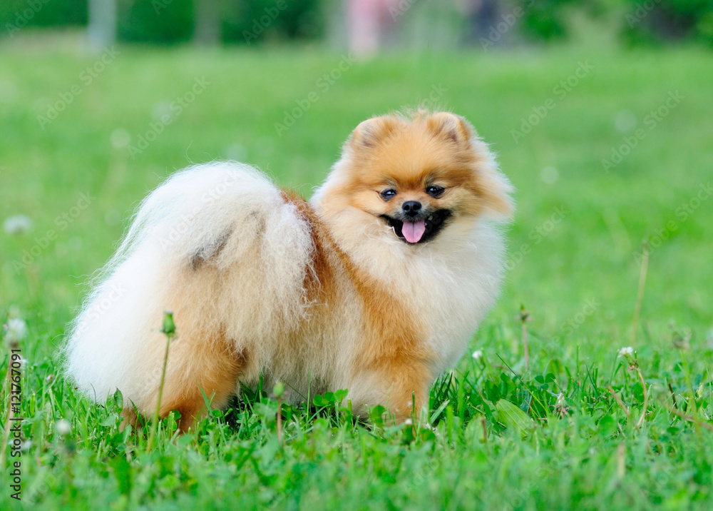 spitz, Pomeranian dog in city park