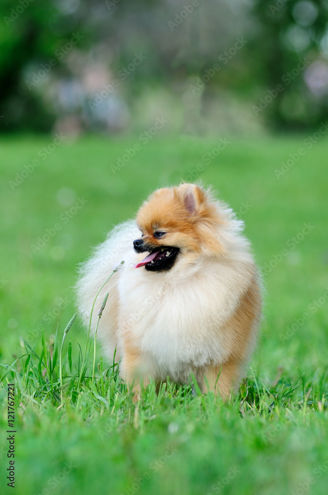 spitz, Pomeranian dog in city park