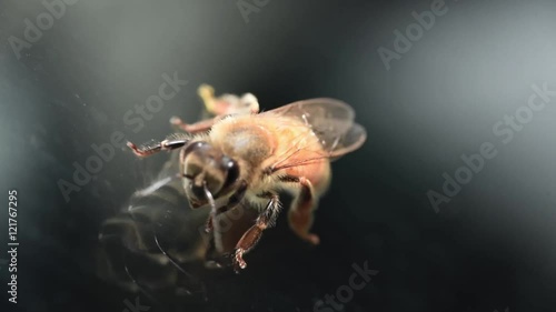 蜜蜂