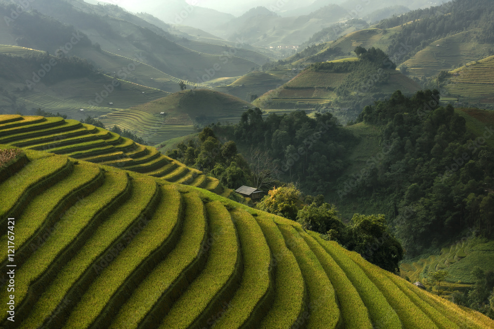 Rice fields on terraced of Mu Cang Chai, YenBai, Vietnam. Rice f