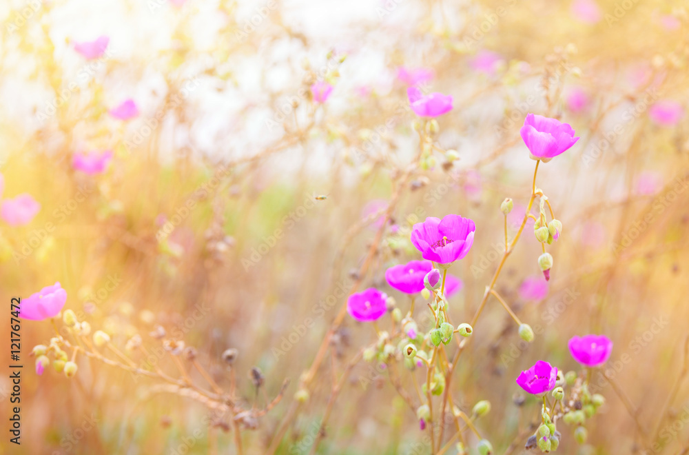 Naklejka premium Beautiful pink poppies in grassy field with sunlight streaming