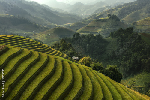 Rice fields on terraced of Mu Cang Chai, YenBai, Vietnam. Rice f