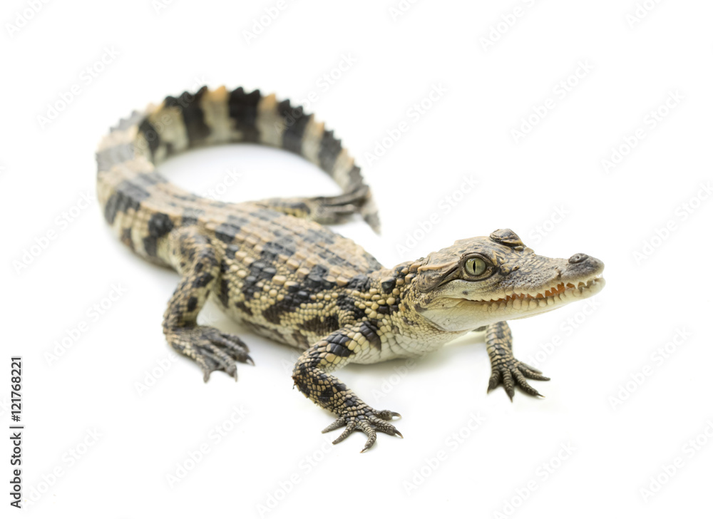 Naklejka premium young crocodile on white background