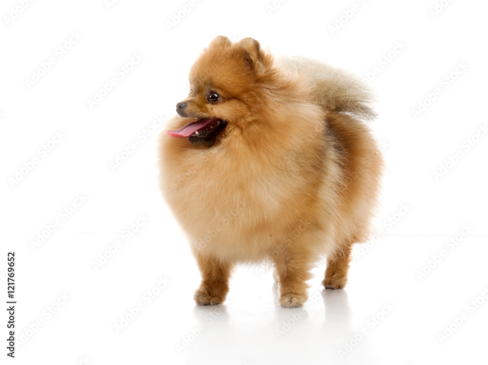 spitz, Pomeranian dog , studio shot on white background spitz, Pomeranian dog , studio shot on white background