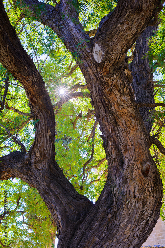 Fototapeta premium Old huge rosewood tree near the castle colossus. Cyprus
