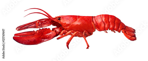 Fotografia Lobster Side View