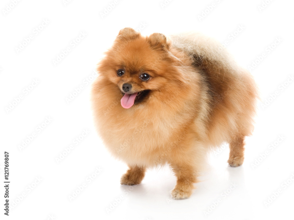 spitz, Pomeranian dog , studio shot on white background spitz, Pomeranian dog , studio shot on white background