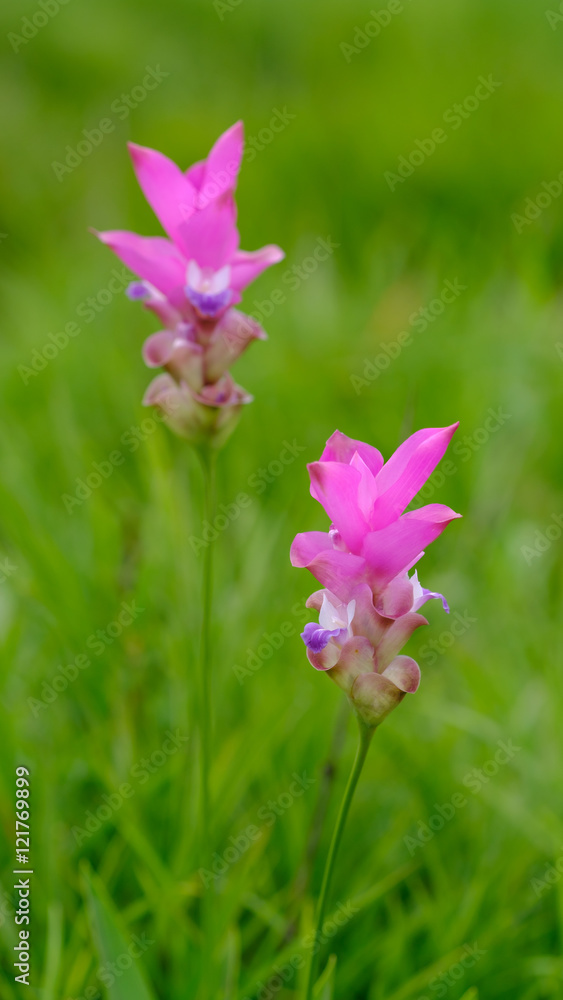 Fototapeta premium Natural Siam Tulips in the mist at the forest of Thailand