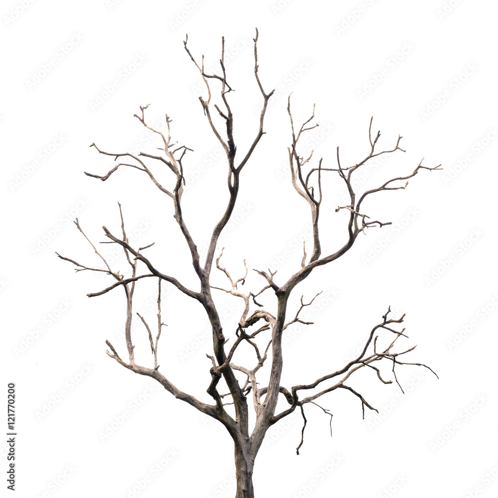 Dead Tree without Leaves Dead Tree without Leaves