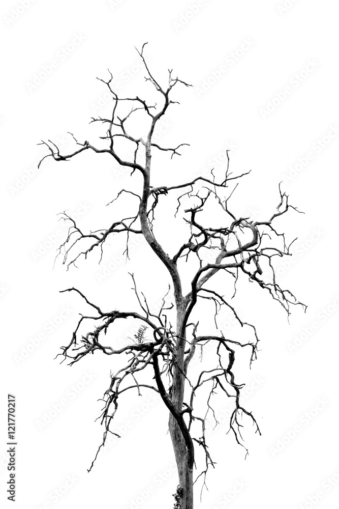 Dead Tree without Leaves Dead Tree without Leaves