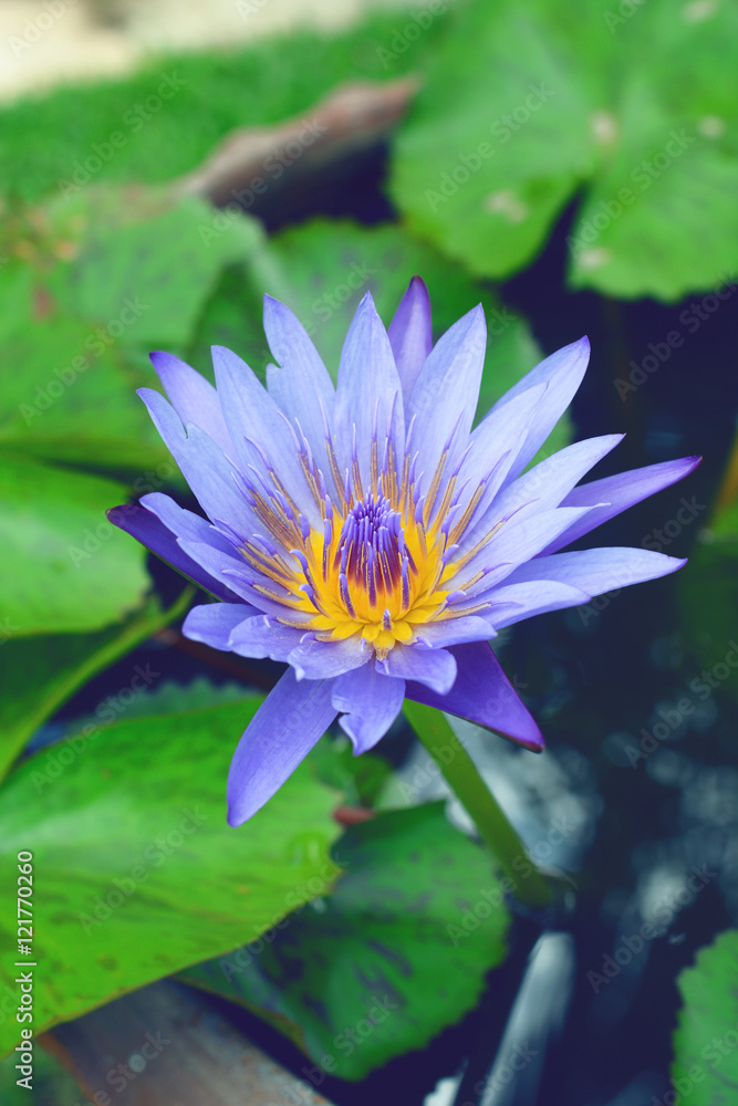 Beautiful blue waterlily or lotus flower blooming in early morning. Beautiful blue waterlily or lotus flower blooming in early morning.