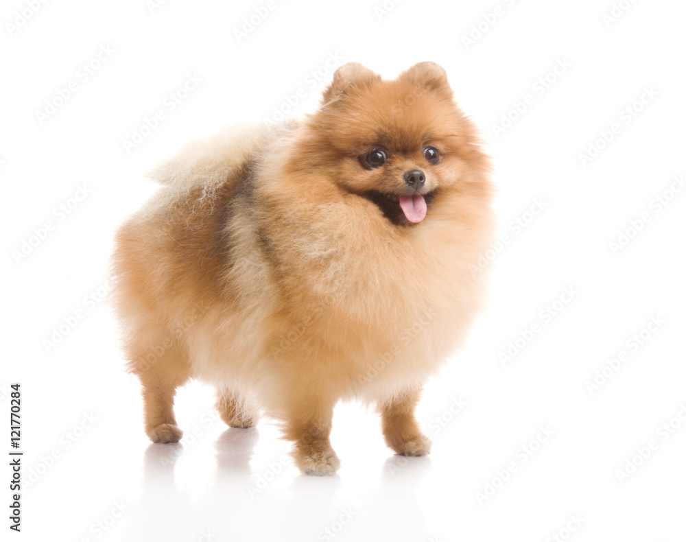 spitz, Pomeranian dog , studio shot on white background spitz, Pomeranian dog , studio shot on white background