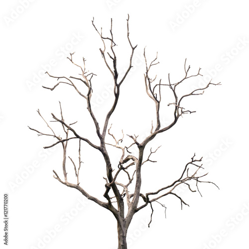 Fototapeta Naklejka Na Ścianę i Meble -  Dead Tree without Leaves