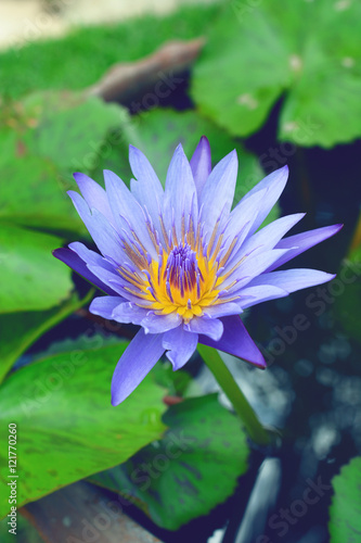 Beautiful blue waterlily or lotus flower blooming in early morning. 