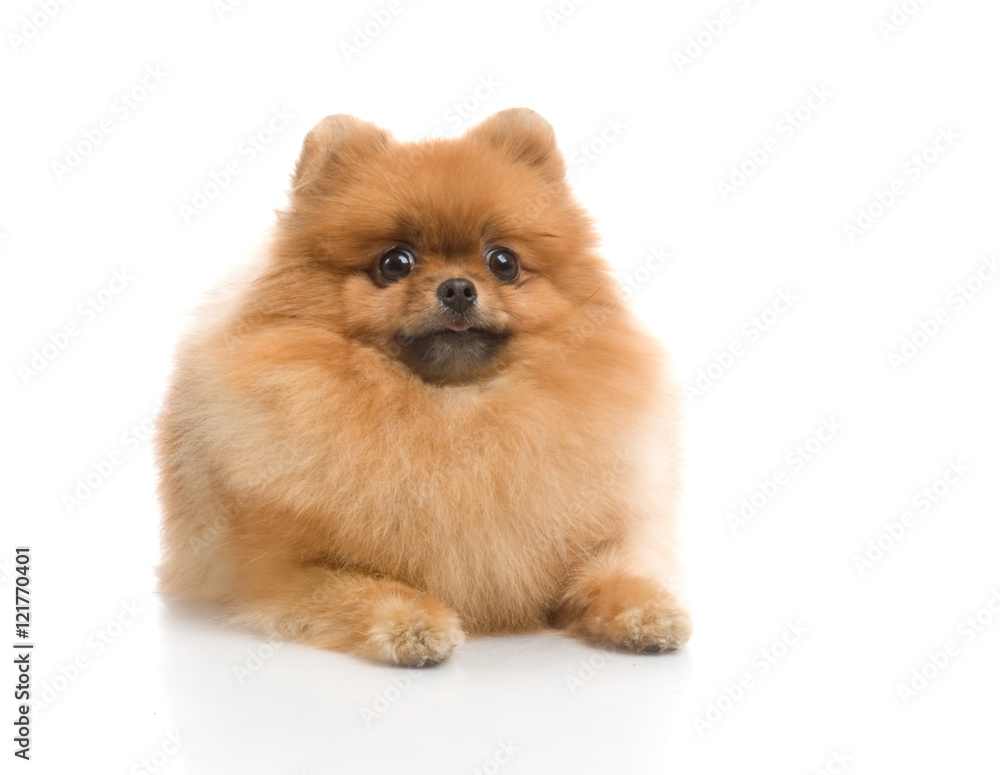 spitz, Pomeranian dog , studio shot on white background