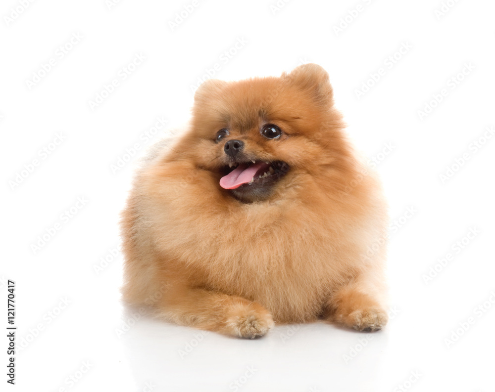 spitz, Pomeranian dog , studio shot on white background spitz, Pomeranian dog , studio shot on white background