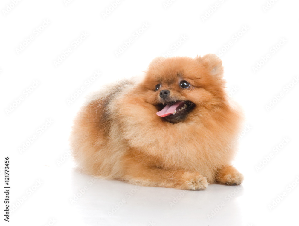 spitz, Pomeranian dog , studio shot on white background