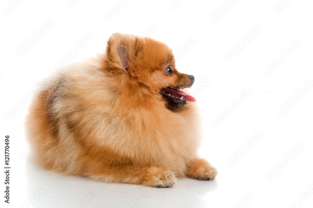 spitz, Pomeranian dog , studio shot on white background spitz, Pomeranian dog , studio shot on white background
