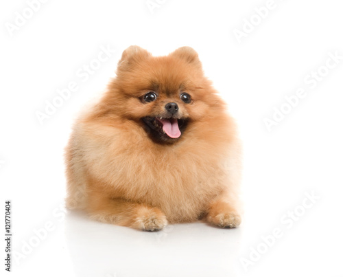 spitz, Pomeranian dog , studio shot on white background