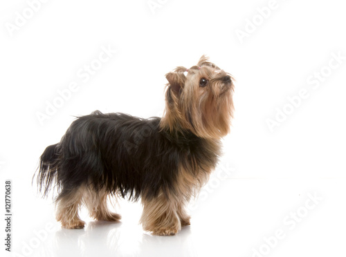 Yorkshire Terrier , studio shot on white background