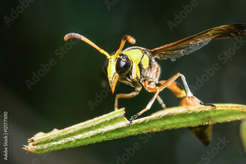 Potter wasp (Eumeninae) on a leaf photo