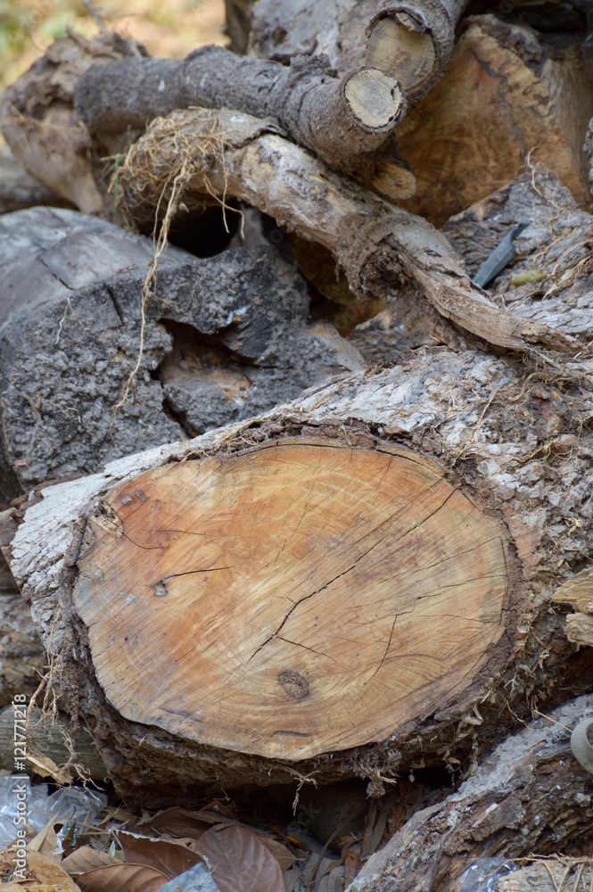 close up dry wooden logs in nature garden close up dry wooden logs in nature garden