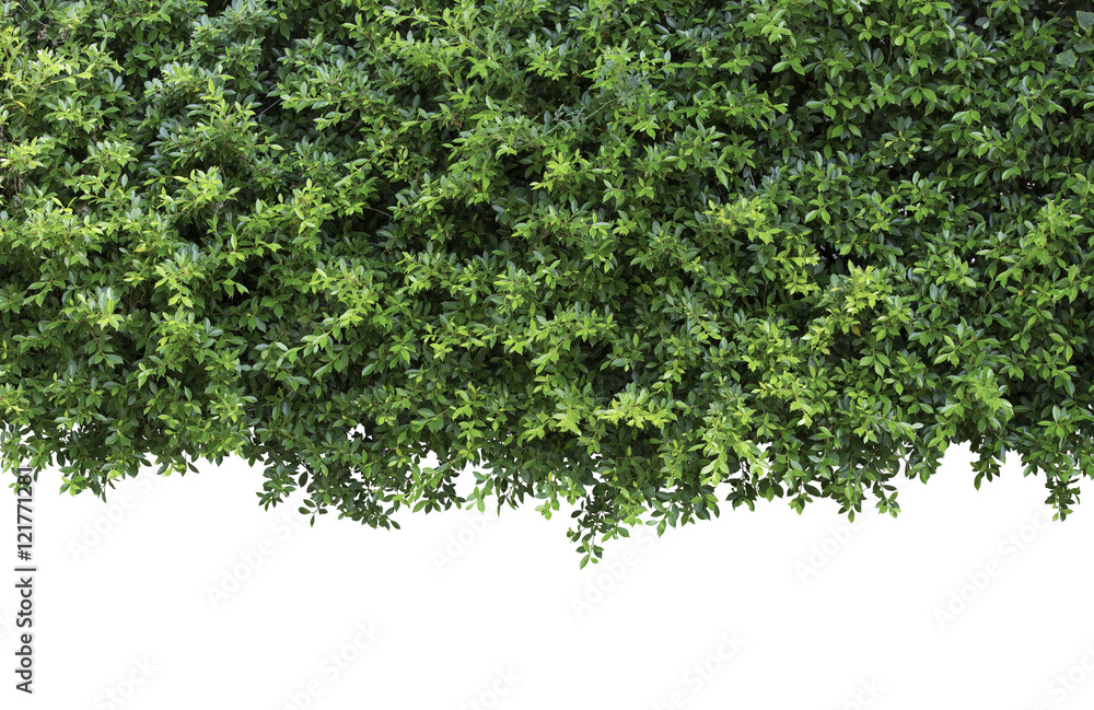 Green leaves or Green hedge on white ,isolated Objects with Clipping Paths