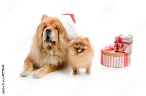 Chow-Chow in a red Santa Claus hat and spitz  Pomeranian dog near the stack of giftbox