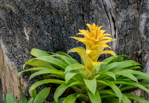 Bromeliaceae
