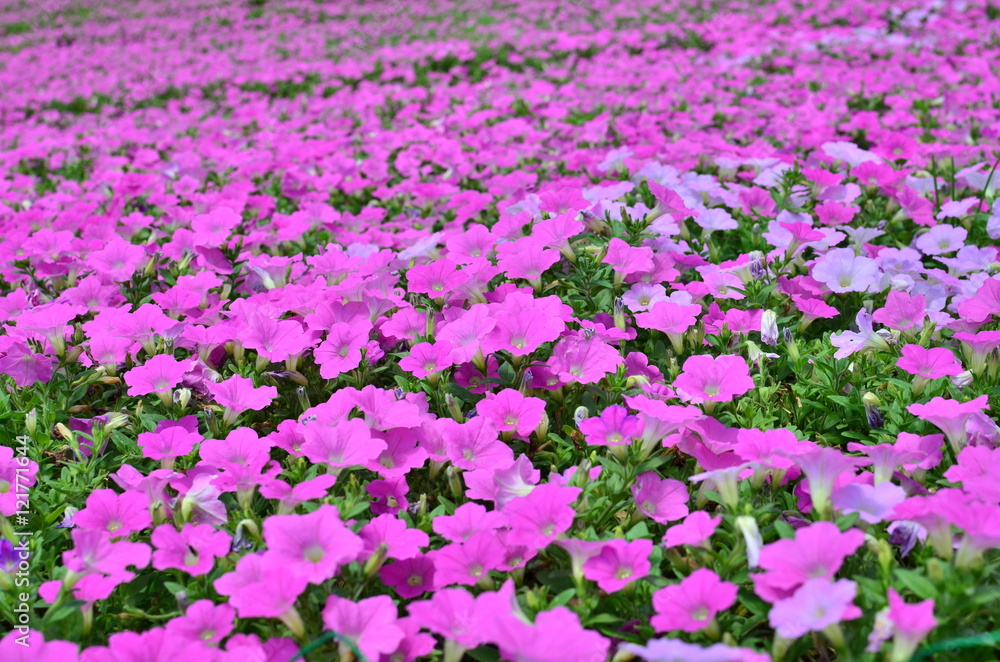 Naklejka premium Field filled with flowering petunia pink at Mother Farm, Japan 