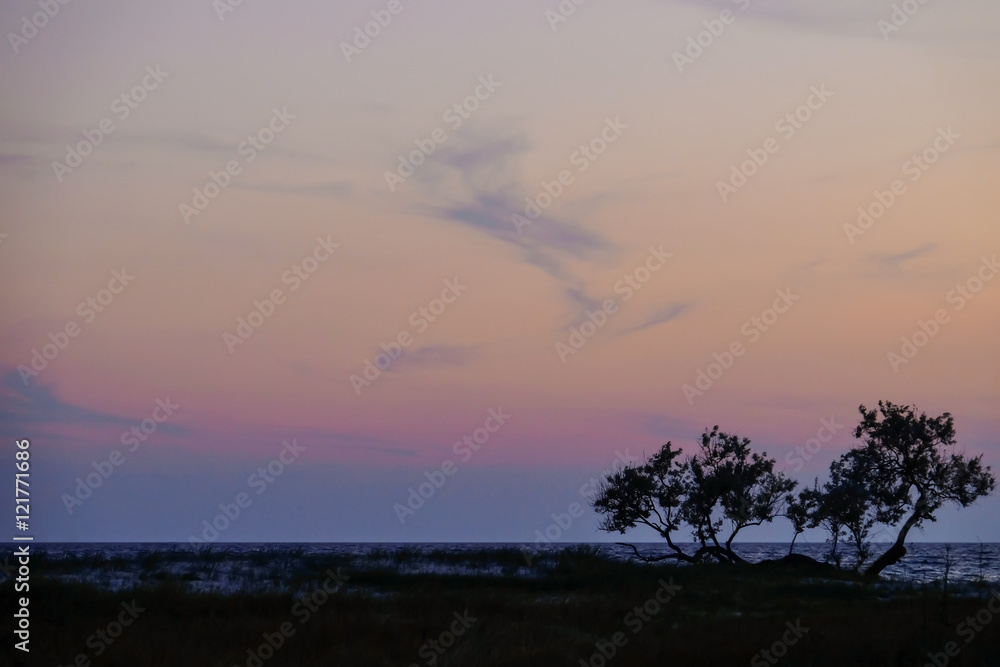 Trees on beautiful dusk sky landscape
