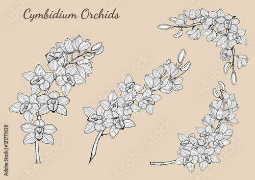 Cymbidium Orchids vector on brown background.Cymbidium Orchids set by hand drawing.