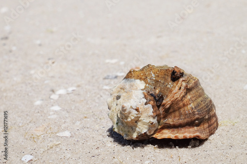 Beautiful seashell on sand shore