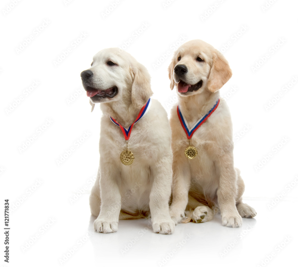 three-month puppy golden retriever ,shot in the studio on a white background three-month puppy golden retriever ,shot in the studio on a white background