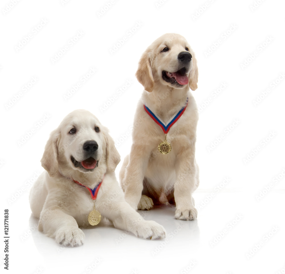 three-month puppy golden retriever ,shot in the studio on a white background