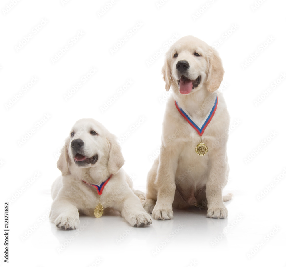 three-month puppy golden retriever ,shot in the studio on a white background three-month puppy golden retriever ,shot in the studio on a white background