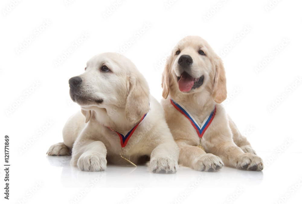 three-month puppy golden retriever ,shot in the studio on a white background