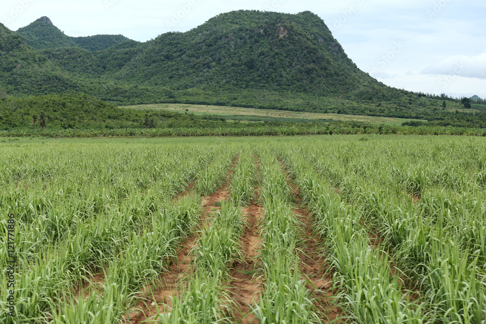Rural farmland to grow sugarcane.