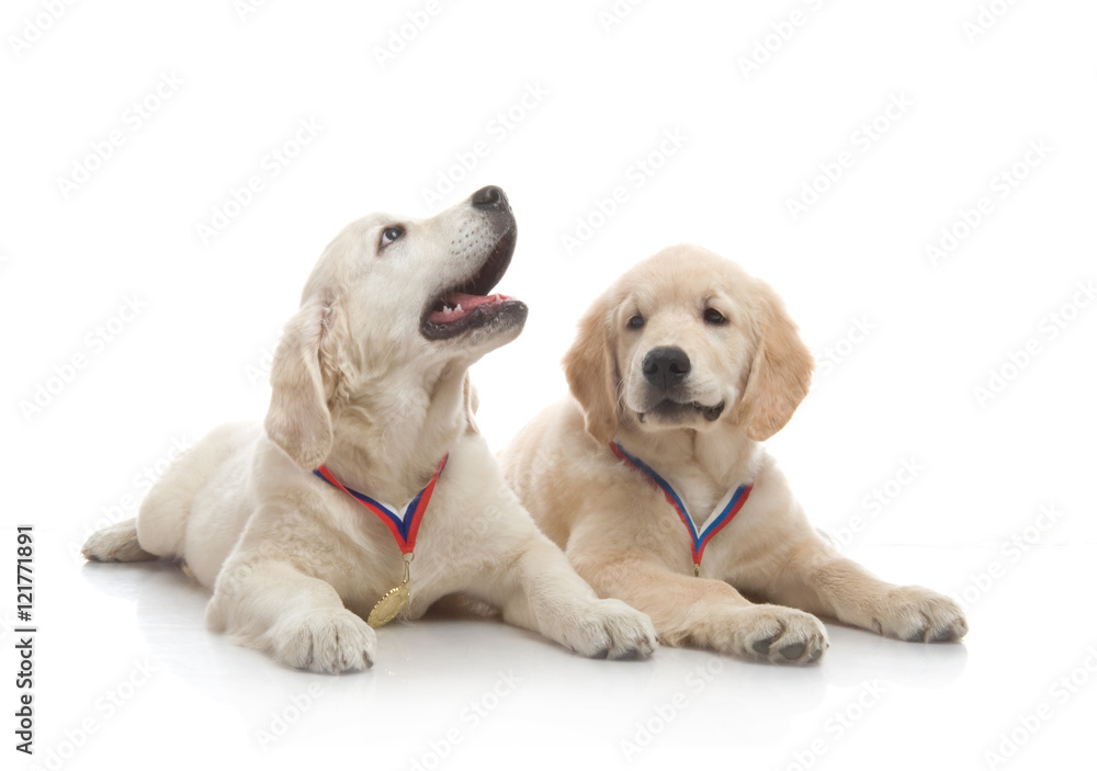 three-month puppy golden retriever ,shot in the studio on a white background three-month puppy golden retriever ,shot in the studio on a white background