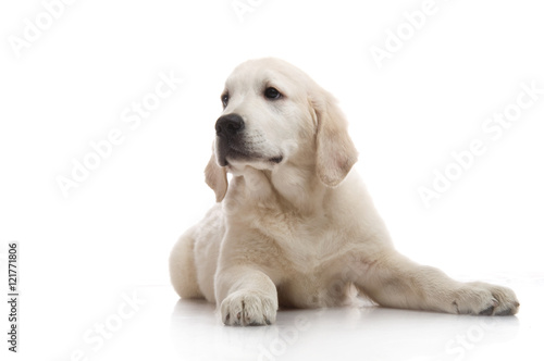 three-month puppy golden retriever  shot in the studio on a white background