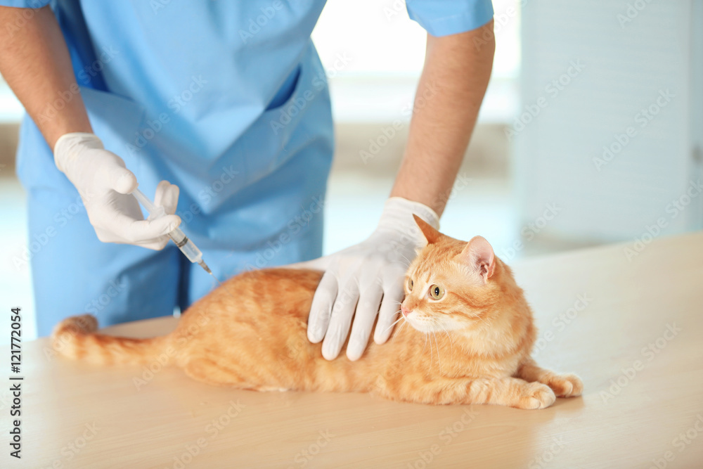 Veterinarian doctor vaccinating cat at a vet clinic Veterinarian doctor vaccinating cat at a vet clinic