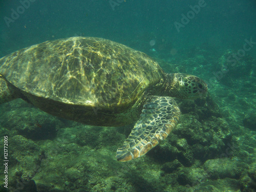Loggerhead Sea Turtle Swimming Along Underwater