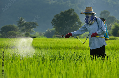 Fotografie Farmer spraying pesticide on a field of white .