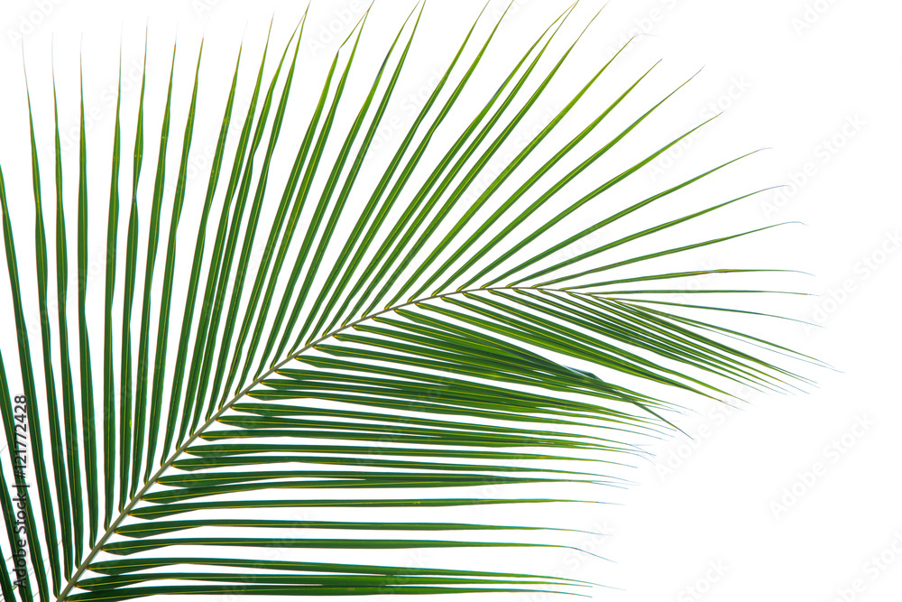 Fototapeta premium plam leaves isolated on the white