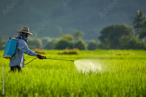 Farmer spraying pesticide on a field of white .