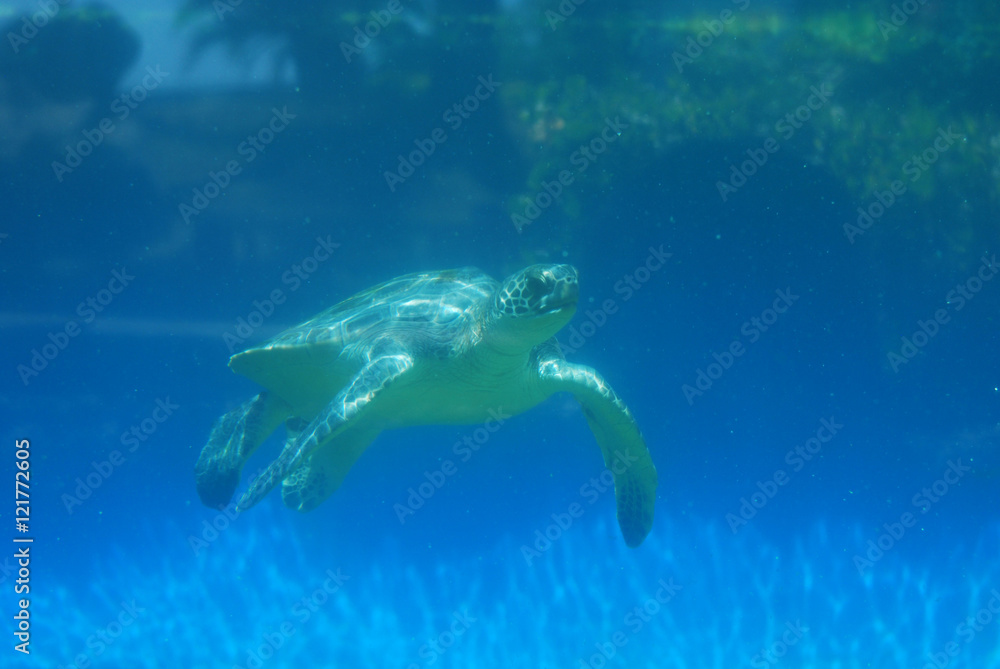 Obraz premium Sea Turtle Moving Underwater